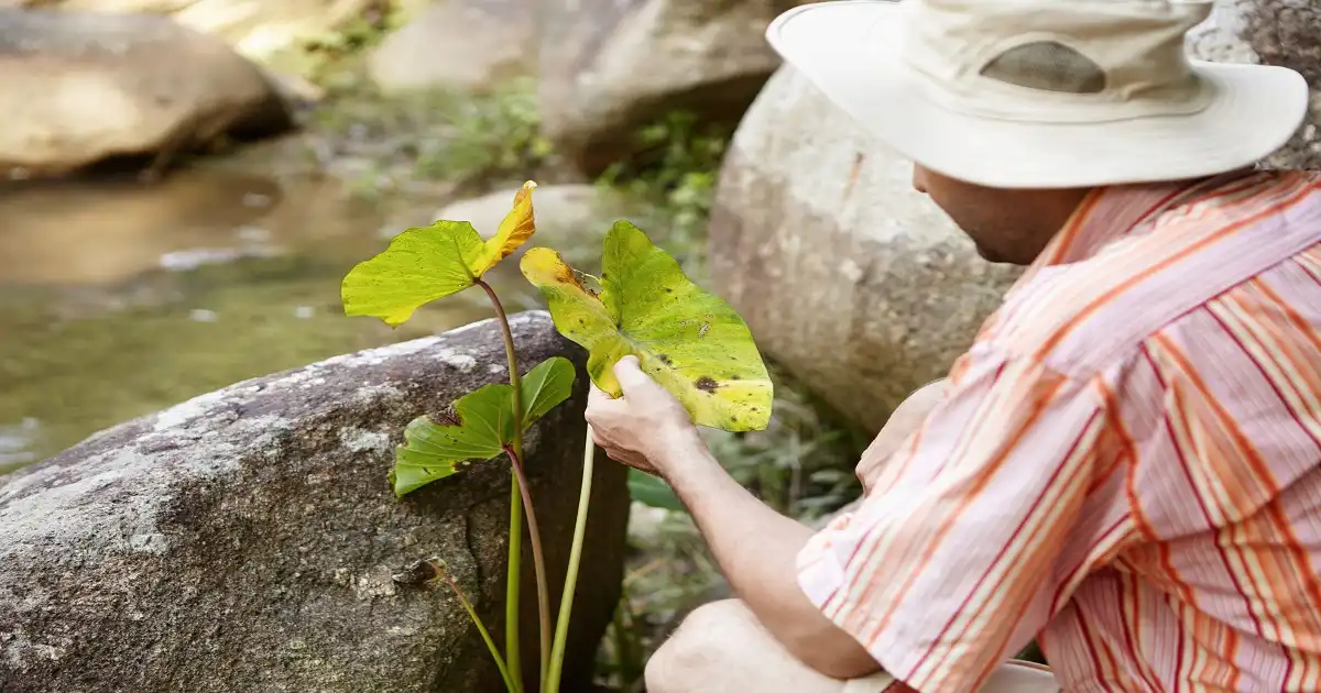 Golden Tree Ageless Stiftung Warentest